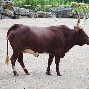 Ankole-Watusi cattle (Bos taurus indicus), 2020-09-02