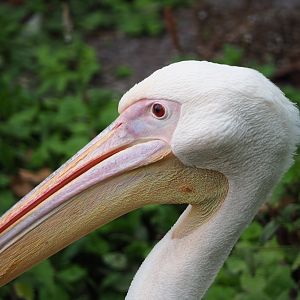 Great white pelican (Pelecanus onocrotalus), 2020-09-02