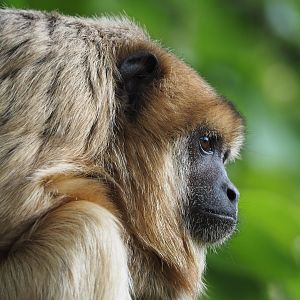 Female black howler monkey (Alouatta caraya), 2020-09-02