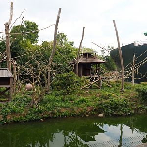 Siamang island, 2020-09-02