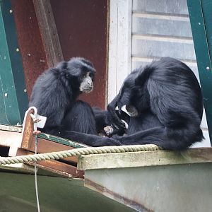 Siamangs (Symphalangus syndactylus), 2020-09-02