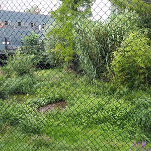Shoebill aviary, 2020-09-02