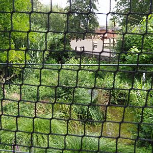 Shoebill aviary, 2020-09-02