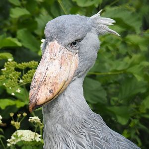 Shoebill (Balaeniceps rex), 2020-09-02