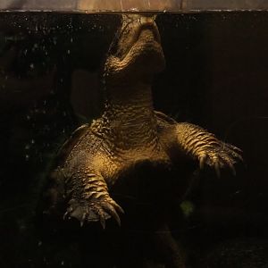 Common snapping turtle (Chelydra serpentina), 2020-09-02