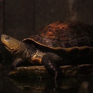 Chinese stripe-necked turtle (Mauremys sinensis), 2020-09-02
