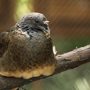 White-bellied chachalaca (Ortalis leucogastra)