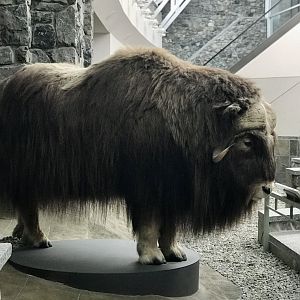 Anchorage Airport Muskox display.