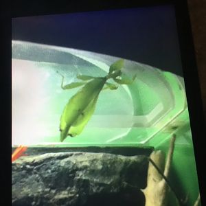 What kind of leaf insect is this?