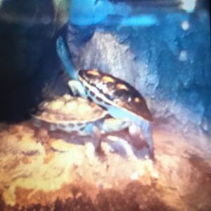 What species of turtle is this?