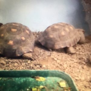 What kind of tortoise are these?