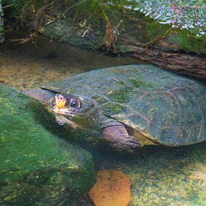 Notochelys platynota