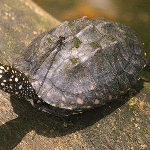 Juvenile Geoclemys hamiltonii (Old Photo, 2019)