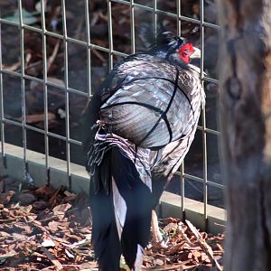Kalij Pheasant (Lophura leucomelanos) - July 2020