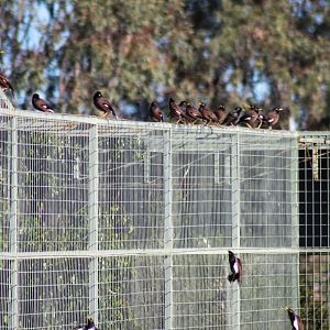 Spot the Starling - July 2020