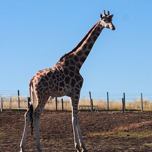 Amahle the Giraffe - July 2020