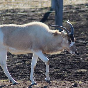 Addax (Addax nasomaculatus) - July 2020