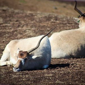 Addax (Addax nasomaculatus) - July 2020