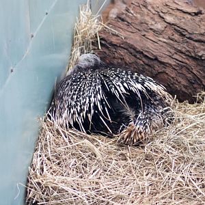 Cape Porcupine (Hystrix africaeaustralis) - July 2020