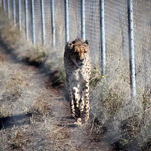 Cheetah (Acinonyx jubatus) - July 2020