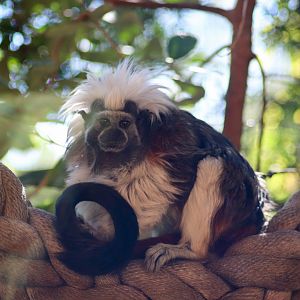 Cotton-top Tamarin (Saguinus oedipus) - July 2020