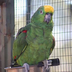 Yellow-crowned Amazon (Amazona ochrocephala) - July 2020