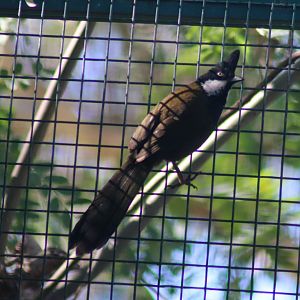 Eastern Whipbird (Psophodes olivaceus) - July 2020