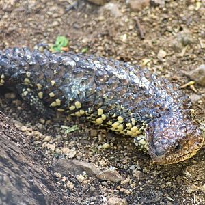 Shingleback (Tiliqua rugosa) - July 2020