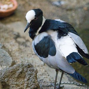 Blacksmith Lapwing (Vanellus armatus)