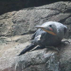 Great Slaty Woodpecker (Mulleripicus pulverulentus)