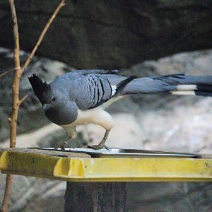 White-bellied Go-away Bird (Corythaixoides leucogaster)