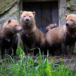 Bush Dog family / Exmoor Zoo / 7-9-20