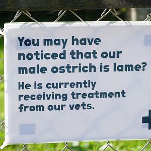 Red-necked ostrich news, September 2020