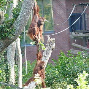 Bornean orangutans, September 2020