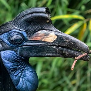 Female Abyssinian ground hornbill / Exmoor Zoo / 7-9-20