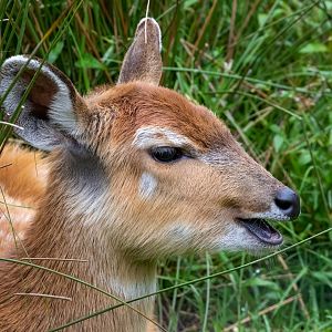 Western Sitatunga / Exmoor Zoo / 7-9-20