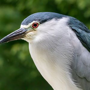 Black-crowned night heron / Exmoor Zoo / 7-9-20