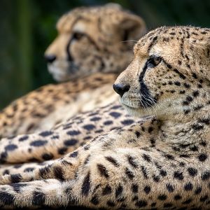 Female South African Cheetahs / Exmoor Zoo / 7-9-20