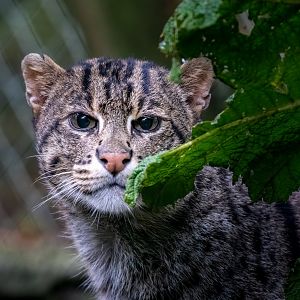 Fishing Cat / Exmoor Zoo / 7-9-20