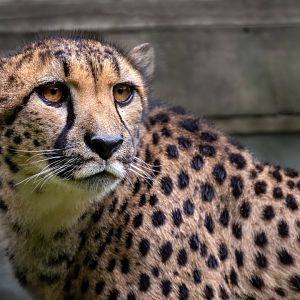 Female South African Cheetah / Exmoor Zoo / 7-9-20