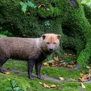 Bush Dog (Savanah Dog) / Exmoor Zoo / 7-9-20