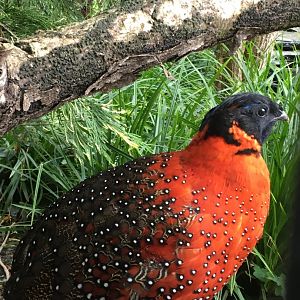 Satyr tragopan  - (Tragopan satyra)  Artis 2020