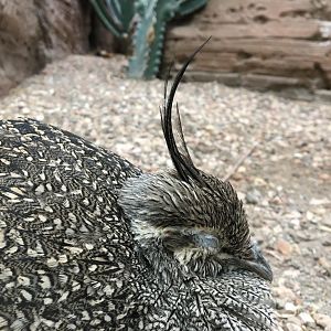 Elegant crested tinamou -  (Eudromia elegans) August 2020