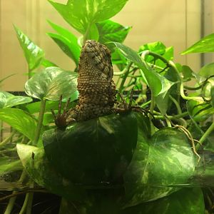 Chinese crocodile lizard - (Shinisaurus crocodilurus) August 2020