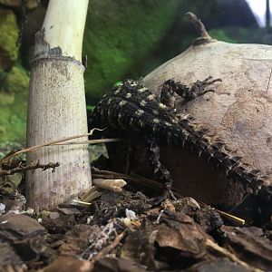 Warren's girdled lizard  -  (Smaug warreni) August 2020