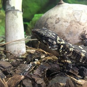 Warren's girdled lizard  - (Smaug warreni) August 2020