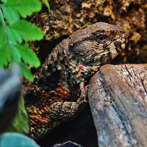 Fragile Forest - Chinese Crocodile Lizard