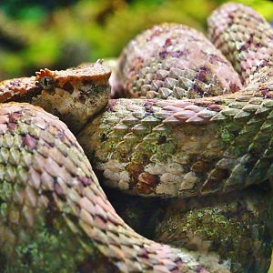 RepTopia - Eyelash Viper (Bothriechis schlegelii)