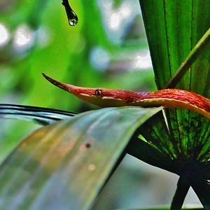 RepTopia - Malagasy Leaf-nosed Snake (Langaha madagascariensis)