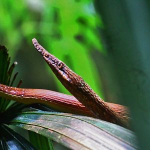 RepTopia - Malagasy Leaf-nosed Snake (Langaha madagascariensis)